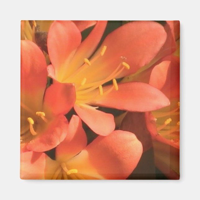 Clivias Plant Magnet (Front)