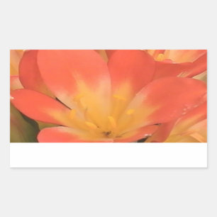 Clivias plant sticker