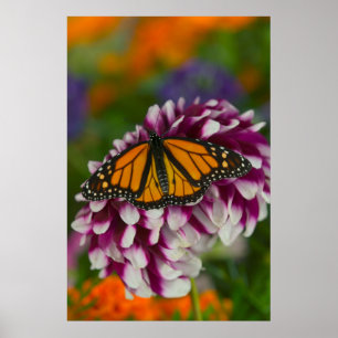 Cloak Butterfly   Nymphalis Vaualbum Poster