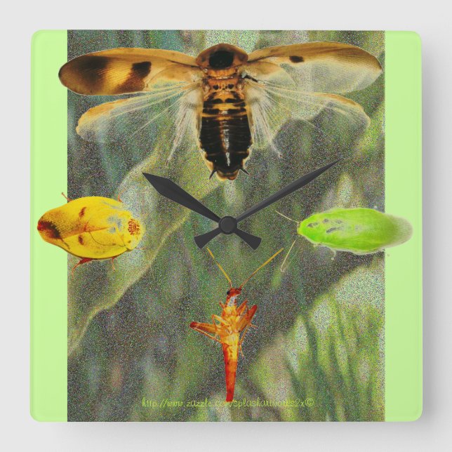 "Clock Roach" Roach enthusiasts will love this!! Square Wall Clock (Front)