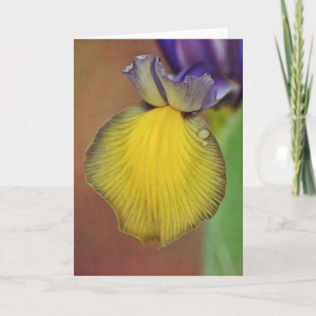 Close Dutch Iris Blank Note Card (Front)
