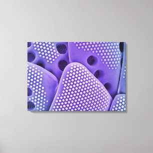 Close of Diatom frustules (Mlychenensis) Canvas Print