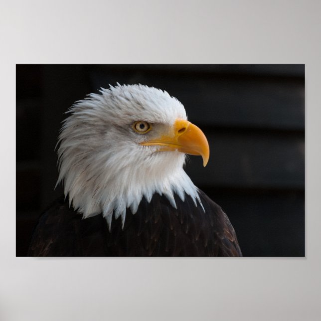 Close Photography of Bald Eagle Poster (Front)