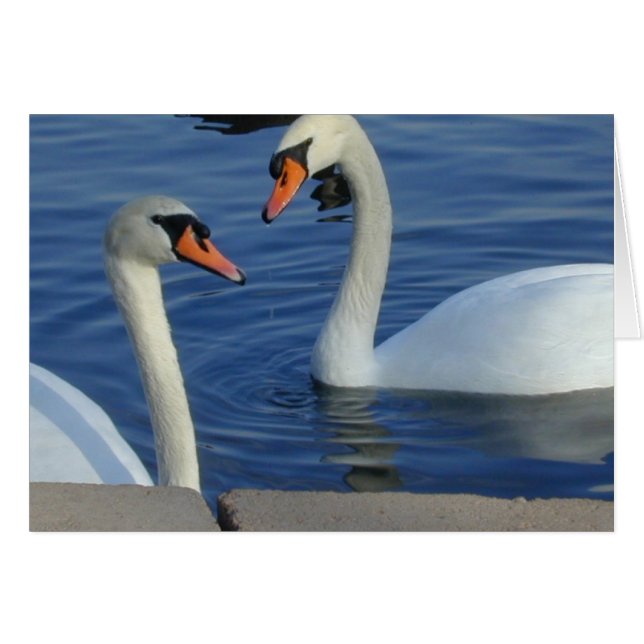 Close Swans card (Front Horizontal)