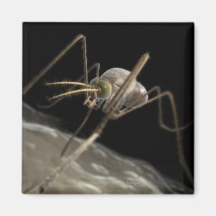 Close up 3d mosquito biting magnet