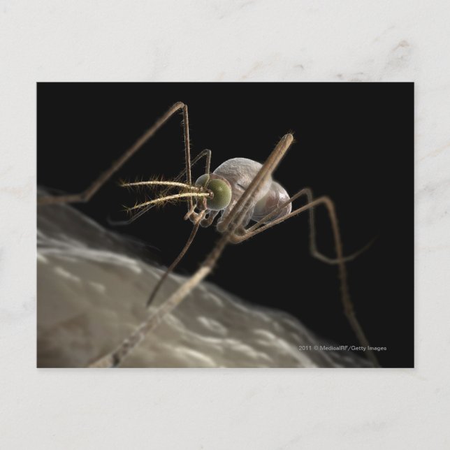 Close up 3d mosquito biting postcard (Front)