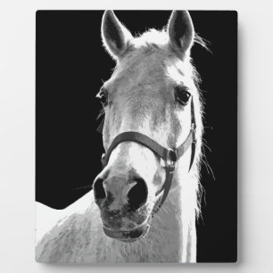 Close-up Black White Horse in Night Plaque