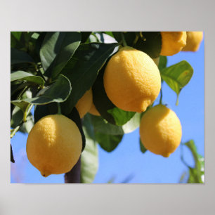 Close Up Branch with Lemons Poster Paper (Matte)