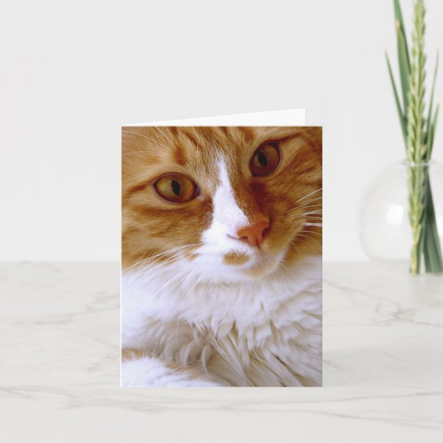 Close Up Cat Blank Note Card (Front)
