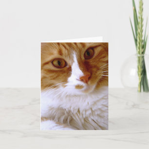 Close Up Cat Blank Note Card