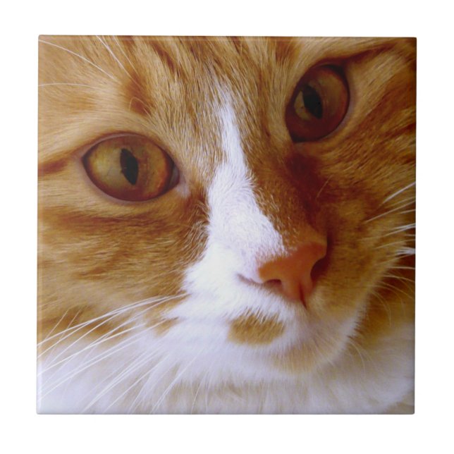 Close Up Cat Tile (Front)