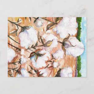 Close up Cotton Field Postcard