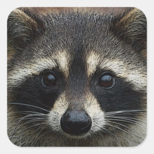 Close Up Cropped Face Racoon Stare Square Sticker