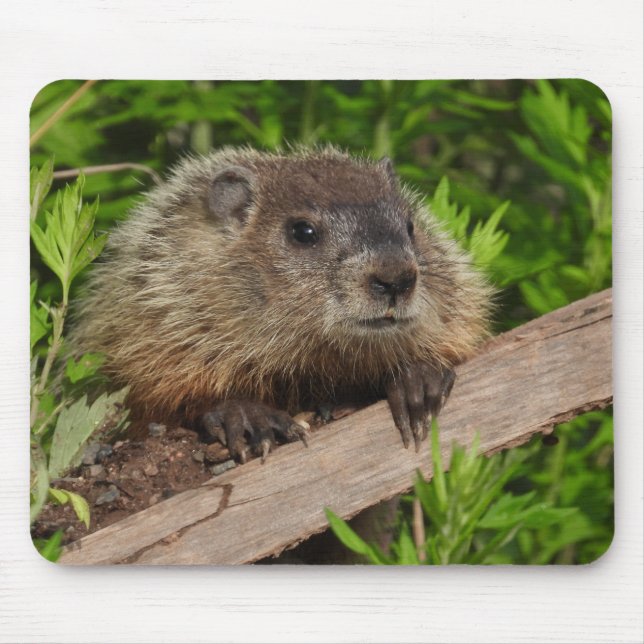 Close Up Cute Baby Woodchuck Groundhog Mouse Mat (Front)