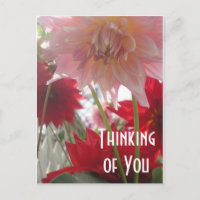 Close Up Dahlia Flowers in Pink and Red Postcard