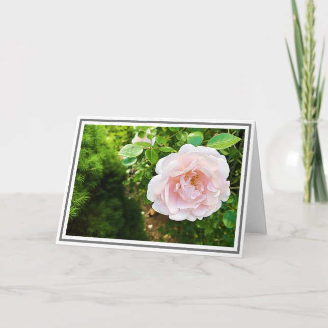 Close-up Delicate Pink Climbing Rose Green Foliage Card (Front)