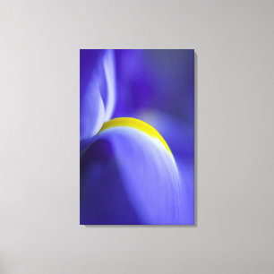 Close-up detail of a Blue Flag iris. Canvas Print