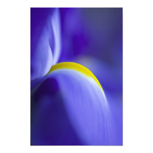 Close-up detail of a Blue Flag iris. Photo Print (Front)