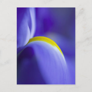 Close-up detail of a Blue Flag iris. Postcard