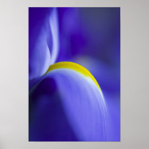 Close-up detail of a Blue Flag iris. Poster