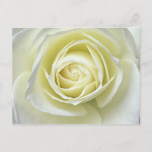 Close up details of white rose postcard