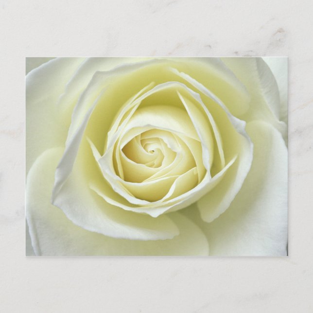 Close up details of white rose postcard (Front)