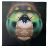 Close-up Dragonfly Iridescent Compound Eyes