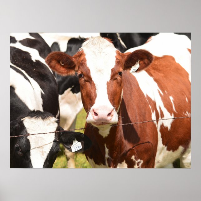 Close-up Face of Red, White Holstein Dairy Cow Poster (Front)