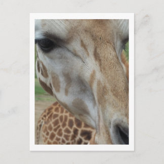 Close-Up Giraffe Postcard