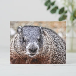 Close-Up Groundhog Portrait Postcard