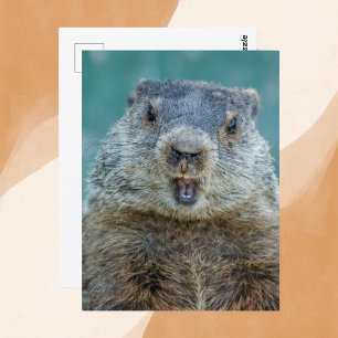 Close-Up Groundhog Portrait Postcard