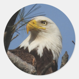 Close Up Head Shot of Bald Eagle Classic Round Sticker