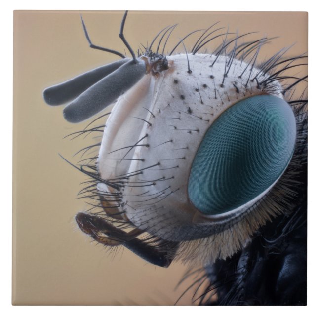Close-up Insect Bug Head Tile (Front)
