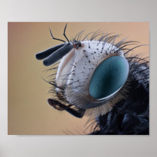 Close-up Insect Head Poster