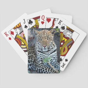 Close up leopard portrait sitting playing cards