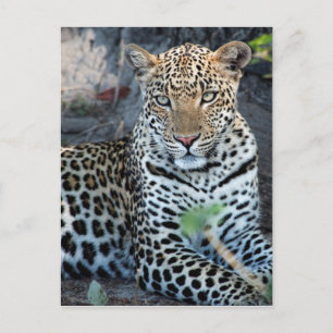 Close up leopard portrait sitting postcard