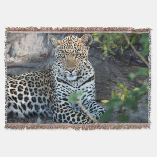 Close up leopard portrait sitting throw blanket