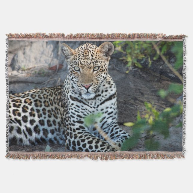Close up leopard portrait sitting throw blanket (Front)
