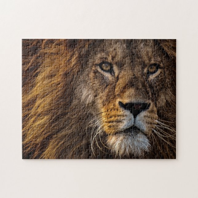 Close Up Lion, Adult Male Jigsaw Puzzle (Horizontal)