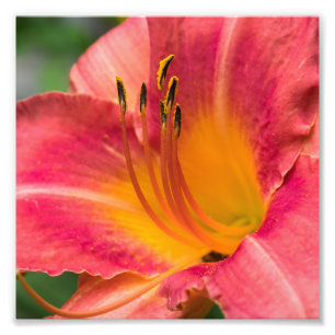 Close up Macro of Pink Lily Flower Photo Print