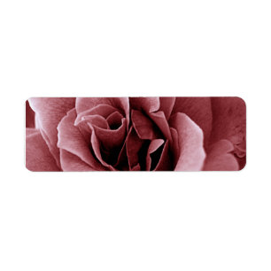 Close Up Monochrome Rose Flower