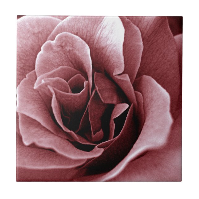 Close Up Monochrome Rose Flower Tile (Front)