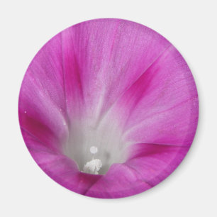 Close-up Morning Glory Magnet