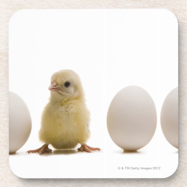 Close-up of a baby chick with three eggs coaster (Front)