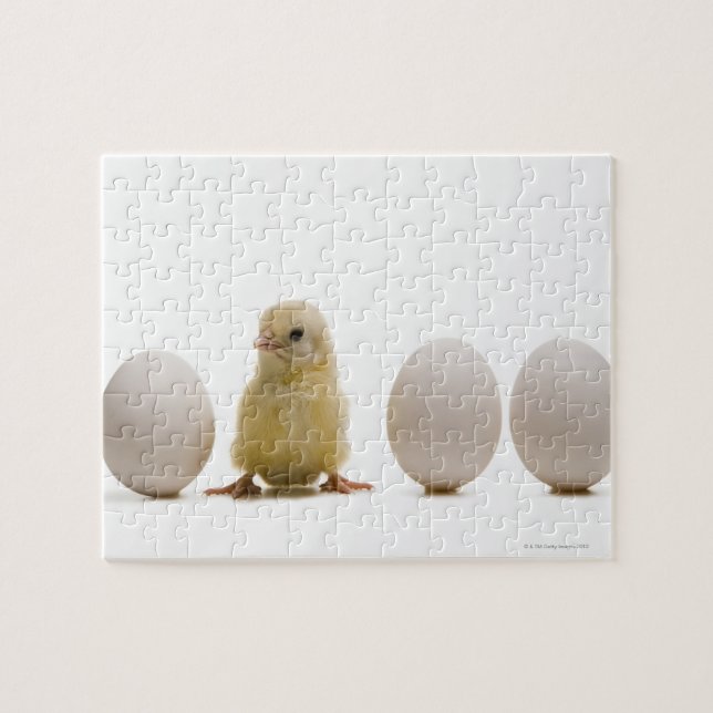 Close-up of a baby chick with three eggs jigsaw puzzle (Horizontal)