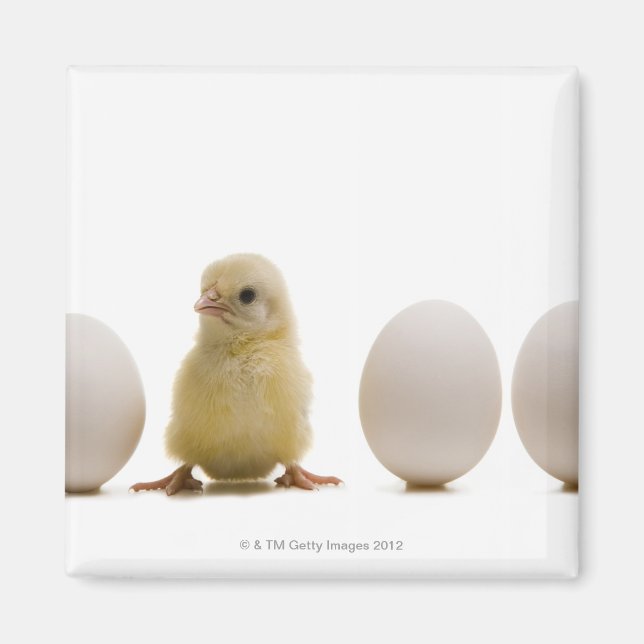 Close-up of a baby chick with three eggs magnet (Front)