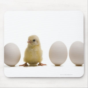 Close-up of a baby chick with three eggs mouse mat