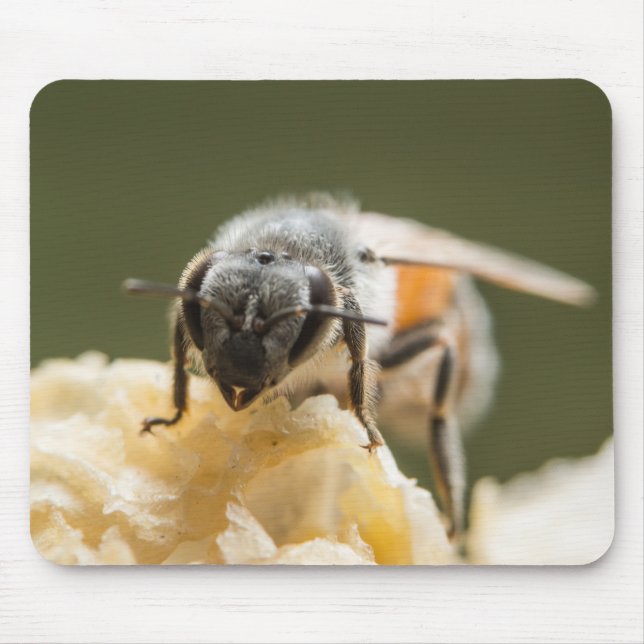 Close-Up of a Bee in a Beehive Mouse Mat (Front)