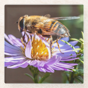 Close Up of a Bee on a Purple Flower Glass Coaster