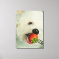 Close-up of a Bichon Frise eating a strawberry